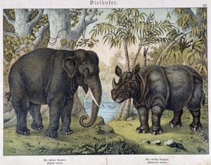 Slon a nosorožec - v "" Přírodní historie savců"", ed. Schreiber, Mnichov od Unknown artist