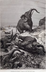 Sloni šplhající na břeh řeky v souvislosti s expedicí do střední Afriky, kterou zadal sir Samuel White Baker, „Tour du monde“ od Unknown artist