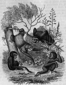 Rytina představující Gibbons Hoolock z Indie. od Unknown artist