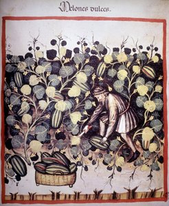 Rytina představující sbírku melounů z „Tacuinum Sanitatis“. B.N, Vídeň. od Unknown artist