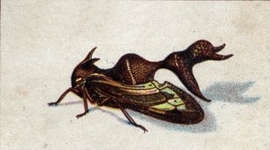 Entomologie: vyobrazení samice kousajícího heteronota, série hmyzu, začátek 20. století (chromo) od Unknown Artist