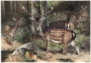 Evropský semiš - Daněk (Dama dama) - rytina z „“Brehmova života zvířat”” od Alfreda Edmunda Brehma (1829-1884) od Unknown artist