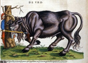 Zubr evropský (Bos primigenius primigenius), jehož plemeno zemřelo v 17. století v „Historia Animalium““ od Konrada Gesnera od Unknown artist