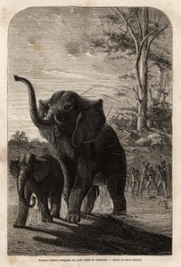 Slonice chránící svá mláďata před lovci oštěpů ze Zambese. Rytina pro ilustraci prvních plaveb Dr. Livingstonea do jižní Afriky v letech 1840 až 1856 v „Le tour du monde, nouveau journal des voyages““ vydaném pod vedením Edouara od Unknown artist