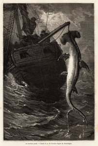 Rybaření kladiva, 7 metrů dlouhého, ve vodách poblíž Anastasia Island. Rytina k ilustraci příběhu čtyři měsíce na Floridě, od Achille Pousselgue v letech 1851-1852, publikovaná v „“Le tour du monde““ 1870-1871, editoval Edouard Charton, Hachette edit od Unknown artist