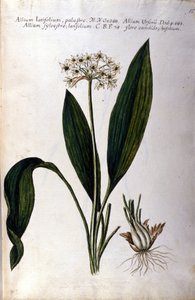 Česnek. Herbář z 19. století. od Unknown artist