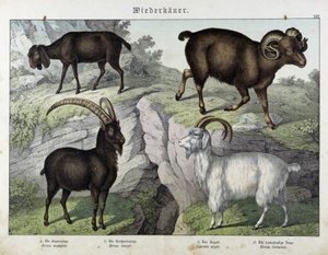 Koza - v „Přírodní historii savců“, ed. Schreiber od Unknown artist