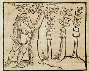 Roubování stromů, ilustrace z De Agricoltura Vulgare, Pier Crescenzio (1233-1320), vydání vydané v Benátkách od Unknown artist