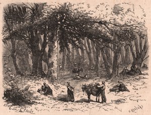 Skupina lidí, kteří sbírají houby v lese Fontainebleau od Unknown