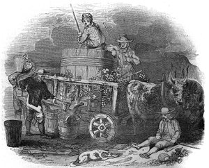 Harvestor v Pola (Pula) (Istrie) v Chorvatsku v 19. století. od Unknown artist