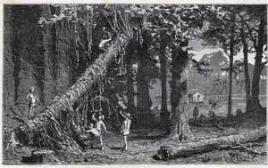 Sklizeň kůry mochyně lékařské - Quinquina (Cinchona officinalis) od Unknown artist