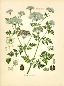 Hemlock (barva lito) od Unknown artist