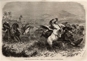Stáda mezků a koní se volně potulují po pláních Cauca (Kolumbie), chovatelé se seskupují, aby chytali šelmy lasem (nebo zoga, dlouhé kožené lano). Rytina k ilustraci plavby do Nové Granady od Dr. Saffraye v roce 1869, publikovaná v „“ Le tour du monde“ od Unknown artist