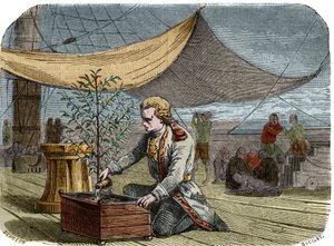 Historie kavárny: Kapitán Gabriel de Clieu (Declieux, Desclieux) (1687/1678-cca 1774), pověřený králem Ludvíkem XIV. v roce 1725, aby přivezl zpět na Martinik kávovník (kávovar), sdílí s ním svůj příděl vody aby ho zachránil před vysušením. Ing od Unknown artist