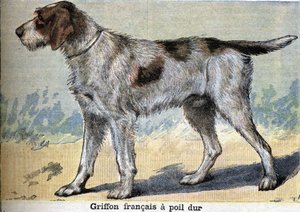 Lovecký pes: Francouzský grifonek tvrdosrstý od Unknown artist