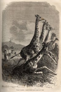 Při lovu žirafy vypravěč střílí svou hru a jeho průvodci dokončují první výstřel žirafy. Rytina k ilustraci průzkumu habešských přítoků Nilu od sira Samuela W. Bakera v letech 1861-62, publikovaná v „“Le tour du monde““ 187 od Unknown artist