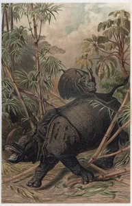 Nosorožec indický - Nosorožec indický (Rhinoceros unicornis) - rytina z „“Brehmova života zvířat”” od Alfreda Edmunda Brehma (1829-1884) od Unknown artist