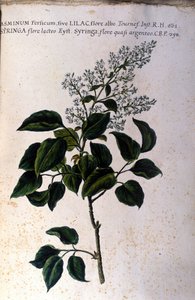 Jasmínová větev. Talíř z herbáře ze 17. století od Unknown artist