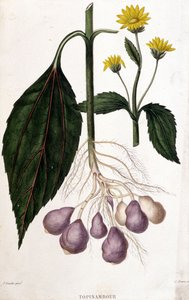 Topinambur - botanická deska od Unknown artist