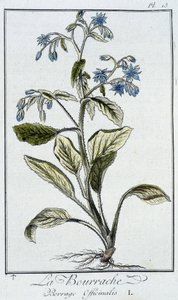 Brutnák lékařský (Borago Officinalis) - v „Cvičení z botaniky pro použití obchodníků“, napsal J. C. Philibert, Imprimerie de Crapelet, Paříž od Unknown artist