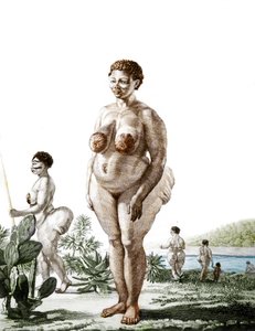 La Venus Hottentote, žena plemene Bochiman (The Hottentot Venus,) rytina z roku 1815. od Unknown artist