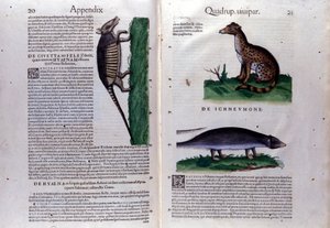 La civette, la hyena a la mangouste, v Dějinách zvířat od Conrada Gesnera (1516 - 1565), Tiguri od Unknown artist