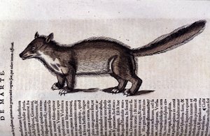 La martre (nebo marte) v Historia Animalium de Conrad Gesner (1516 - 1565), Tiguri od Unknown artist