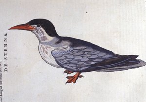 La tern ou vlaštovka des mers v Historia Animalium de Conrad Gesner (1516 - 1565), Tiguri od Unknown artist
