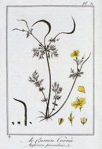 Rohatý kmín (Hypecoum procumbens) - v „Botanická cvičení pro obchodníky“, editoval J.C. Philibert, Imprimerie de Crapelet, Paříž od Unknown artist