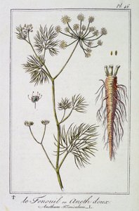 Fenykl nebo sladký kopr (Anethum Foeniculum) - v „Botanických cvičeních pro obchodníky“, editoval J.C. Philibert, Imprimerie de Crapelet, Paříž od Unknown artist