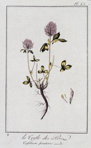 Le Clover des Meadows (Trifolium pratense) - v „Botanická cvičení pro obchodníky“, editoval J.C. Philibert, Imprimerie de Crapelet, Paříž od Unknown artist