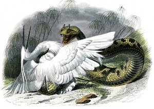 Le ceraste (Vipera cerastes) - Bernard Germain de Lacepeden (1856-1925) luonnonhistoriallinen lautanen, painos P.Furme, Pariisi od Unknown artist