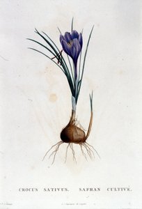 Šafrán (Crocus sativus) podle Botanique di J. Rousseau, Paříž 1822. od Unknown artist