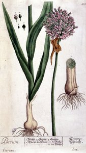 Pórek - botanická deska od Unknown artist