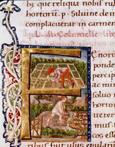 Lettrine F z kapitoly o zahradnictví: scény z pláží a zavlažování. Miniatura převzatá z „“De re rustica““ od agronoma Luciuse Iunia Moderatuse Columella (1. století) (Ms.E-39). 15. století. Řím, Biblioteca Vallicelliana od Unknown artist