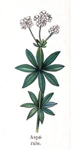 Léčivé a potravinářské botanické rostliny: asperula. Rytina do „“La Mediation naturelle““, od Friedricha Eduarda Bilze (1842-1922) od Unknown artist
