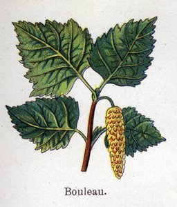 Léčivé a potravinářské botanické rostliny: bříza. Rytina do „“La Mediation naturelle““, od Friedricha Eduarda Bilze (1842-1922) od Unknown artist