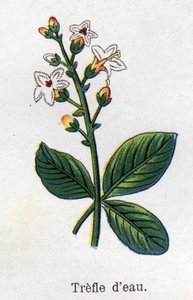Léčivé a potravinářské botanické rostliny: jetel vodní. Rytina do „“La Mediation naturelle““, od Friedricha Eduarda Bilze (1842-1922) od Unknown artist