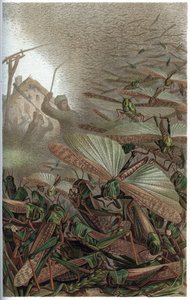 Saranče stěhovavé - Saranče stěhovavé (Locust migratoria) - rytina z „“ Brehm