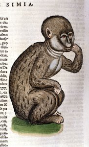 Opice po Historia Animalium od Conrada Gesnera, Tiguri 1560. Biblioteca Nazionale Braidense. Milán od Unknown artist