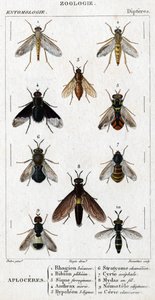 Přírodovědná deska. Entomologie. Rodina Dipteres. Aploceres: 1. Rhagion buk; 2. Plebeien bion; 3. Ferruginous Sic; 4 Anthrax morio; 5. Hypoleon 63 linek; 6. chameleon stratyome; 7; Cyrte acefal; 8. Mydas v drátu; 9. Utiginous nemotele; 10.klavicorn ce od Unknown artist