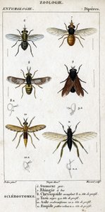 Přírodovědná deska. Entomologie. Rodina Dipteres. Sklerostomy: 6. Grey stomox; 7. Ringia zobákatá; 8. Oslepující chrysopside; 8a. profilová hlava; 9. Taon negre; 9a. hlava profilu; 10. Crabroniforme azyl; 10a. hlava profilu; 11. Vytvarujte chlupaté nohy; n od Unknown artist
