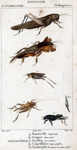 Přírodovědná deska. Entomologie. Rodina ortopterů. Grylloides: 4. Kobylka emigrující; 5. Kobylka dva body; 6. Gryllon z kuchyní; 7. Krtkový vývar Gryllon; 8. Tridaktylový paradox; 8a. podřadný tarsus. od Unknown artist