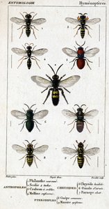 Přírodovědná deska. Entomologie. Rodina blanokřídlých. Antofilové: 1. Filantská koruna; 2. Scoile 4 skvrny; 3. Screening crabron; 4 Melline ruficorne. Chryside: 5. Lucidulous Chryside; 6. Brain Omalum; 7. Parnope maso. Pteradiples: 8. společný prostor; 9.  od Unknown artist