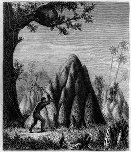 Hnízda „Termitů válečných“ a „Termitů stromů““ v Africe. Rytina v „“ La Nature: revue des sciences et de leurs applications aux arts et a l