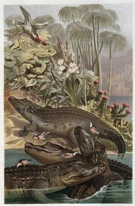 Krokodýl nilský - Krokodýl nilský (Crocodylus niloticus) - rytina z „“Brehm