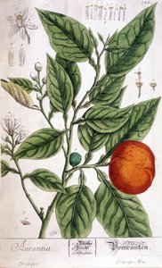 Orange (Aurentia) - Arts Deco od Unknown artist
