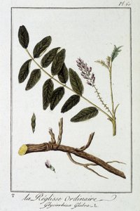 Obyčejná liquisse (Glycyrrhiza glabra) - v „Cvičení z botaniky pro obchodníky“, editoval J.C. Philibert, Imprimerie de Crapelet, Paříž od Unknown artist