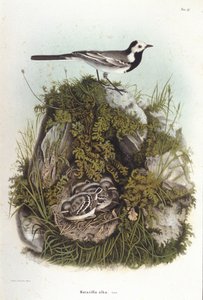 Ornitologie: bergeronnet šedý (motacilla alba) poblíž hnízda mláďat. Rada zoologie 19. století od Unknown artist