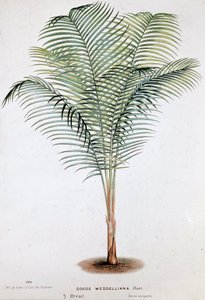 Palm Cocos Weddelliana (Brazílie) - Botanická rada od Unknown artist